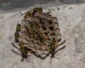 Elegant Wasp Nest: Nature\'s Architectural Marvel