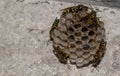 Elegant Wasp Nest: Nature\'s Architectural Marvel