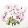 Elegant Watercolor Bouquet: Pink Geranium On White Background