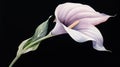 Elegant Watercolor Calla Lily with a Bold Contrasting Stem AI Generated