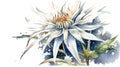 Elegant Watercolor Collection of National Flower Edelweiss Royalty Free Stock Photo