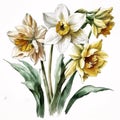 Elegant Watercolor Daffodils for Your Next Project AI Generated