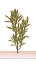 Elegant Watercolor Italian Ruscus on White Background .