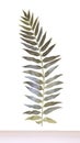 Elegant Watercolor Leatherleaf Fern on White Background.