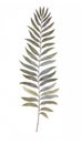 Elegant Watercolor Leatherleaf Fern on White Background.