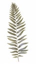 Elegant Watercolor Leatherleaf Fern on White Background .