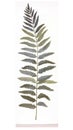 Elegant Watercolor Leatherleaf Fern on White Background .