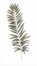 Elegant Watercolor Leatherleaf Fern on White Background .