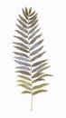 Elegant Watercolor Leatherleaf Fern on White Background .