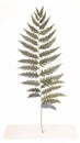 Elegant Watercolor Leatherleaf Fern on White Background .