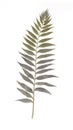 Elegant Watercolor Leatherleaf Fern on White Background .