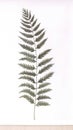 Elegant Watercolor Leatherleaf Fern on White Background .