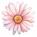 Elegant Watercolor Pink Daisy: Realistic Detailing On White Background