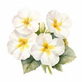 Elegant Watercolor Primroses With White Diamond Flowers
