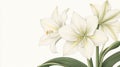 Vintage White Amaryllis Flowers Botanical Art Royalty Free Stock Photo