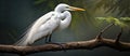 A Ciconiiformes bird perches on a twig, showcasing its feathers and beak Royalty Free Stock Photo