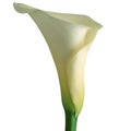 Elegant white calla lily isolated on white background Royalty Free Stock Photo