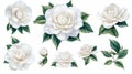 Collection of Delicate White Camellia Flowers and Buds with Green Leaves Royalty Free Stock Photo