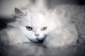 Elegant white cat Royalty Free Stock Photo