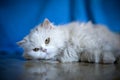 Elegant white cat Royalty Free Stock Photo