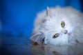 Elegant white cat Royalty Free Stock Photo