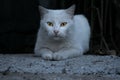 Elegant white cat. Expression, animals Royalty Free Stock Photo