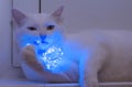 Elegant white cat nibbles a glowing garland Royalty Free Stock Photo