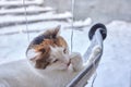 elegant white cat nibbles a glowing garland. Royalty Free Stock Photo