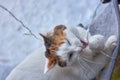 elegant white cat nibbles a glowing garland. Royalty Free Stock Photo