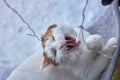 elegant white cat nibbles a glowing garland. Royalty Free Stock Photo