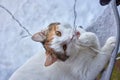 elegant white cat nibbles a glowing garland. Royalty Free Stock Photo