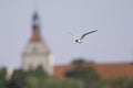 Common tern in flight full speed hunting for small fish in Germany. Royalty Free Stock Photo