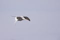 Common tern in flight full speed hunting for small fish in Germany. Royalty Free Stock Photo