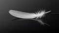 An elegant white feather and its reflection on a dark, glossy surface. Royalty Free Stock Photo