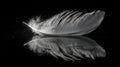 Elegant White Feather Mirrored on Black Surface Royalty Free Stock Photo