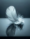 Elegant White Feather with Reflection Royalty Free Stock Photo