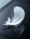 Elegant White Feather on a Reflective Surface Royalty Free Stock Photo
