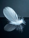 Elegant White Feather on a Reflective Surface Royalty Free Stock Photo