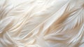 Soft White Feathers Background Texture, Delicate and Elegant Close-up Royalty Free Stock Photo