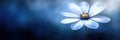Elegant white flower against moody blue background Royalty Free Stock Photo