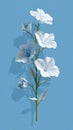 Elegant White Flower Stem Against a Blue Backdrop Royalty Free Stock Photo