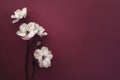 Elegant white flowers on deep purple background with copy space Royalty Free Stock Photo