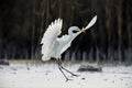 Great egret in winter morning Royalty Free Stock Photo