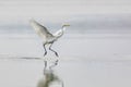 Elegant white heron landing on a lake on a neutral background. Royalty Free Stock Photo