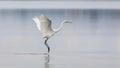 Elegant white heron landing on a lake on a neutral background. Royalty Free Stock Photo