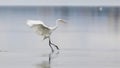 Elegant white heron landing on a lake on a neutral background. Royalty Free Stock Photo