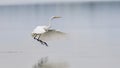 Elegant white heron landing on a lake on a neutral background. Royalty Free Stock Photo