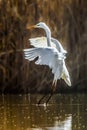 Legant white heron landing on a lake on a neutral background