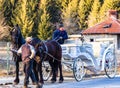 Elegant white horse carriage transportantion on the mountains roads in winter season. Moroeni, Romania, 2020 Royalty Free Stock Photo