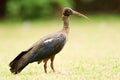 Elegant white ibis perched atop a tree branch in a lush grassy meadow Royalty Free Stock Photo